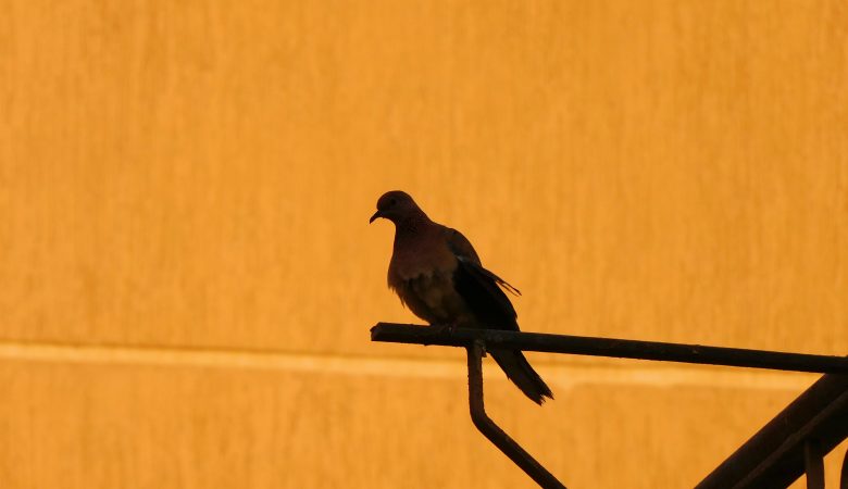 Dlaczego ptaki robią gniazda na balkonach?
